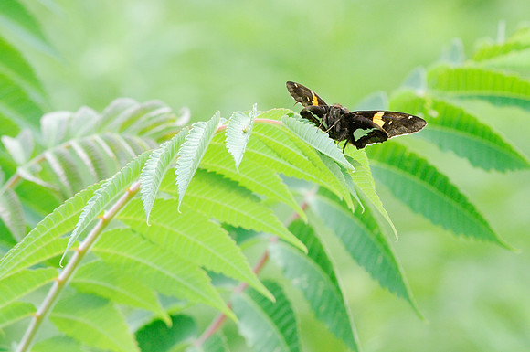 Butterfly Canada 6