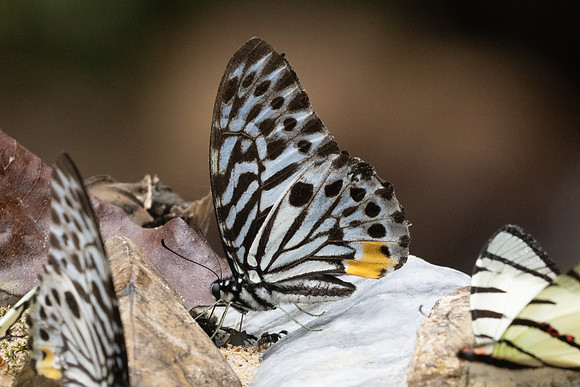 Graphium delessertii-8488
