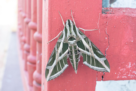 Eumorpha vitis Nuit-7716
