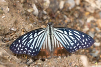 Hestinalis nama-2562- Chiang dao - 19/03/25