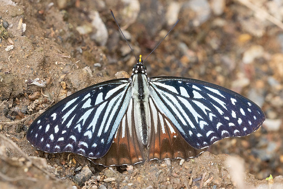 Hestinalis nama-2562- Chiang dao - 19/03/25