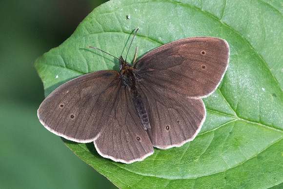 Aphantopus hyperantus-3051 - Croissy-beaubourg - 18/06/22
