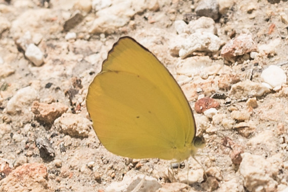 Eurema nise-6558