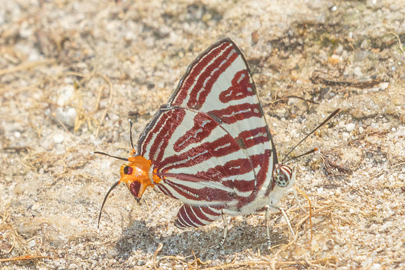 Cigaritis seliga-3897