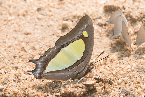 Polyura arja-8877- Chiang dao - 11/03/23