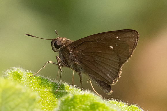Baoris oceia-1757 - Chiang Dao - 17/03/24