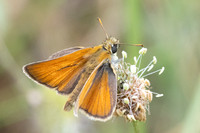 Thymelicus sylvestris-8669- Le Beausset - 4/06/25