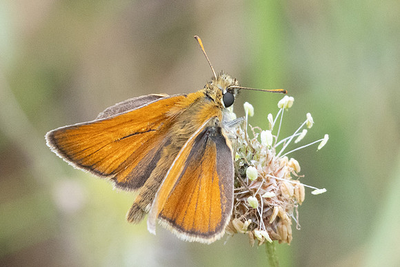 Thymelicus sylvestris-8669- Le Beausset - 4/06/25