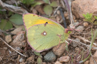 Colias crocea-3558 Alexandroupoli - 11/04/22