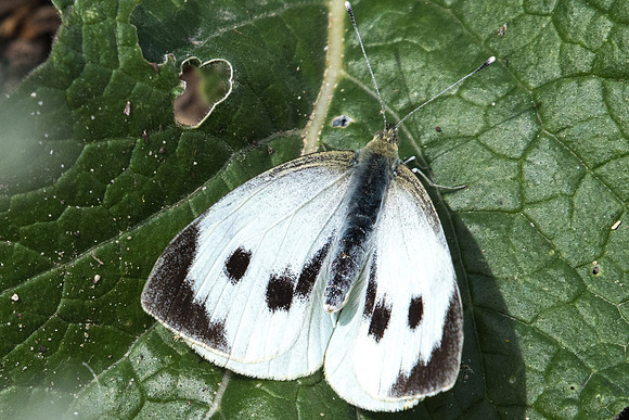 Pieris brassicae ♀-8967 - Conil de la frontera - 12/03/22