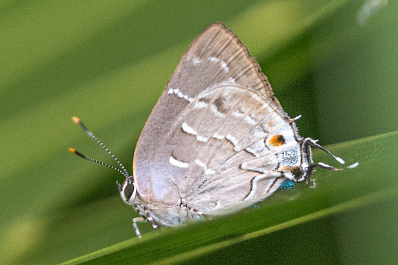 Celmia conoveria-3857