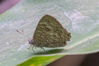 Poritia hewitsoni-2520 - Chiang Dao - 20/03/25