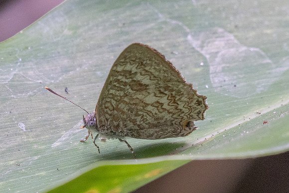 Poritia hewitsoni-2520 - Chiang Dao - 20/03/25