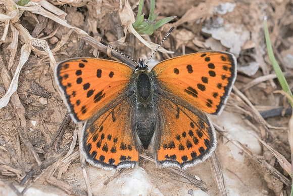 Lycaena thersamon-0446