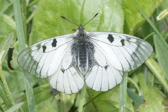 Parnassius mnemosyne-5954 - St Dalmas le selvage - 27/06/21