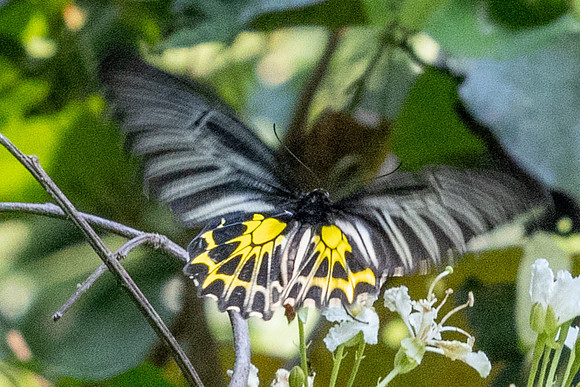 Troides aeacus-6217