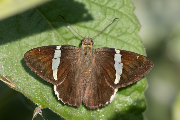 Autochton bipunctatus-3974
