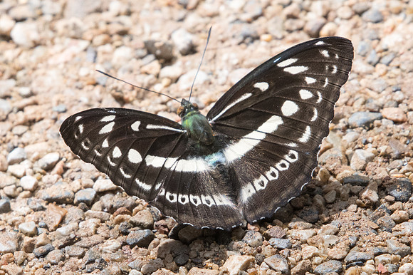 Limenitis asura asura -2550 - Chiang Dao - 15/11/23