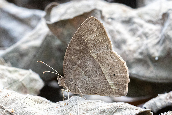 Mycalesis sp saison seche-0275 - Chiang Dao - 15/03/24