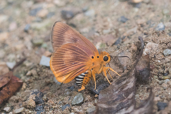 Burara harisa harisa-9807 - Chiang Dao - 16/11/23