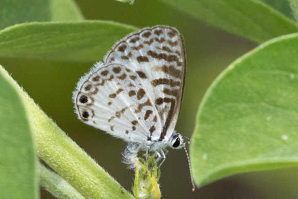 Leptotes cassius-7586 - Cartagena - 31/05/24