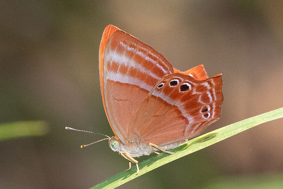 Abisara echerius paionea - 7096 - Doi-Suthep - 28/03/24