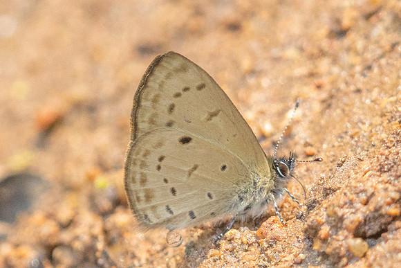 Una usta-6049