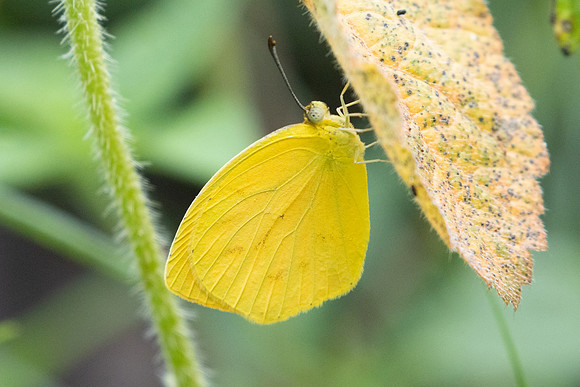 Pyrisitia proterpia -2346 - Barichara - 9/06/24