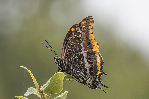 Charaxes jasius-7922- Castellet - 2/06/25