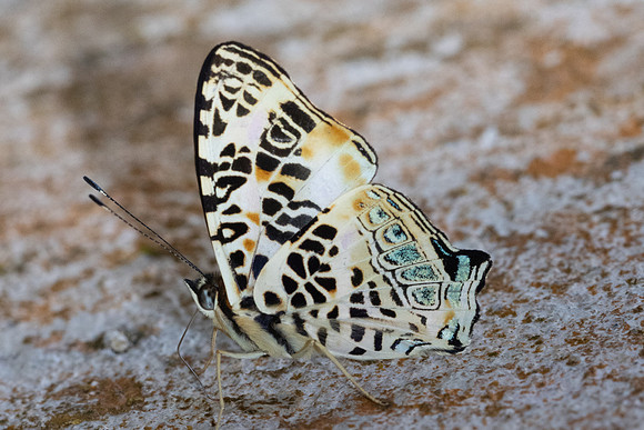 Symbrenthia hypselis cotanda-3947 - Chiang Dao - 19/03/24