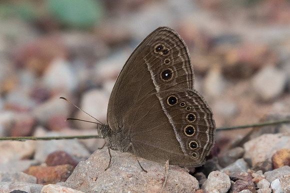Mycalesis perseus-5273 -Phanom Bencha Mountain - 23/11/23