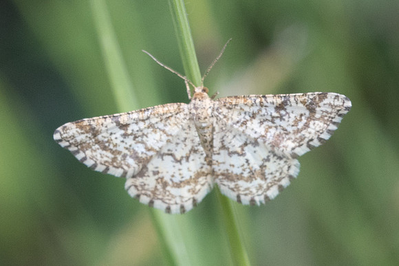 Ematurga atomaria-0970 - Argentiere la bessée