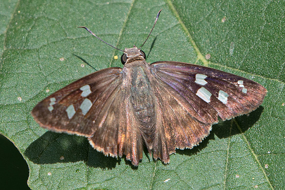 Polygonus leo-5472