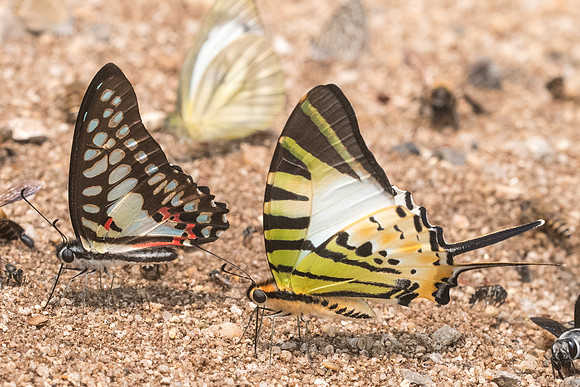 Graphium antiphates nebulosus et Graphium doson-0779 - Chiang Dao - 11/03/23