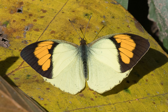 Ixias pyrene-7927 - Chiang Dao - 14/11/23