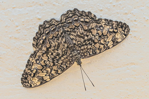 hamadryas julitta-3094