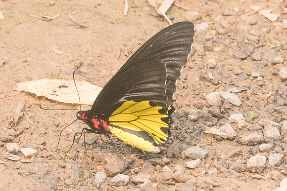 Troides helena cerberus form eumagos ♂ - 3444 - Chiang Dao - 12/03/23