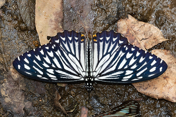 Chilasa clytia clytia -3374