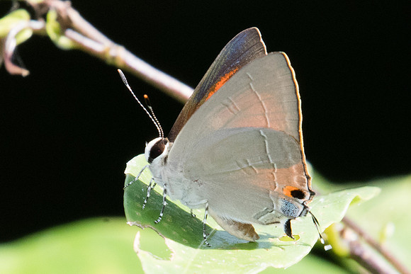 Rapala iarbus-3005 - Koh Samui - 19/03/23