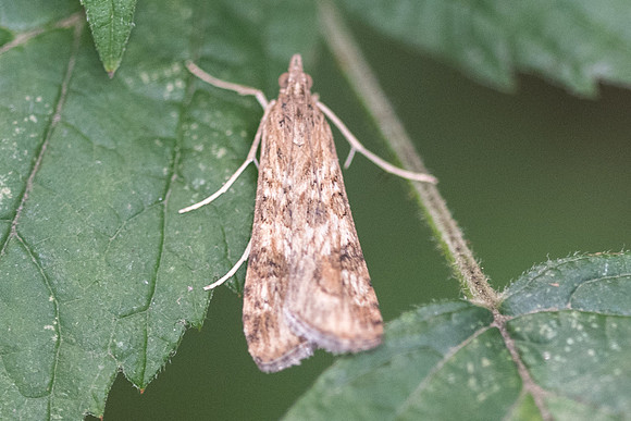 Nomophila noctuella-7067