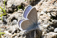 Cyaniris semiargus-1370