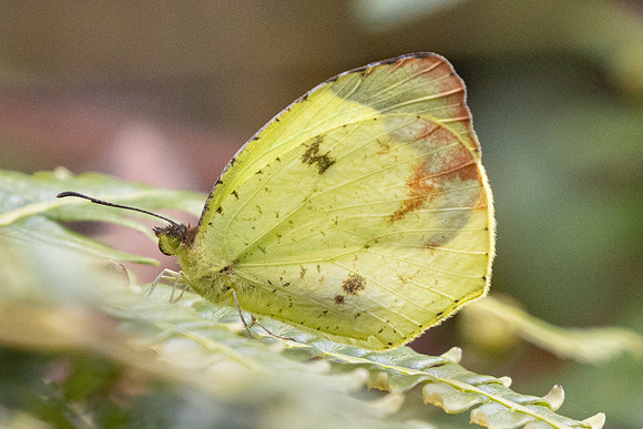 Abaeis xantochlora-5732 - Salento - 16/06/24