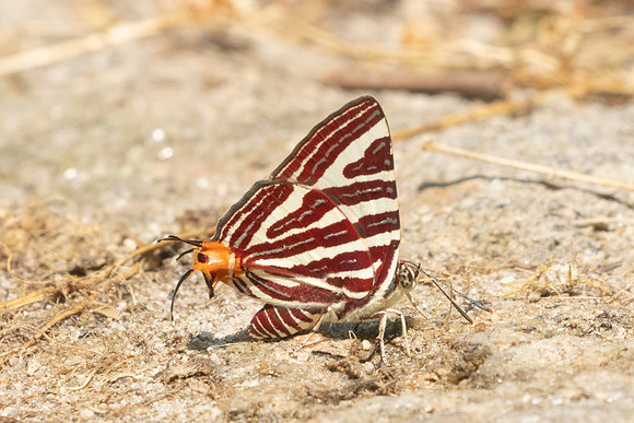 Cigaritis seliga-3908