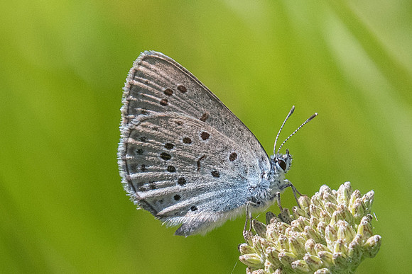Maculina alcon rebeli-1977