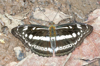 Athyma asura-6316 - Doi Suthep - 28/03/25