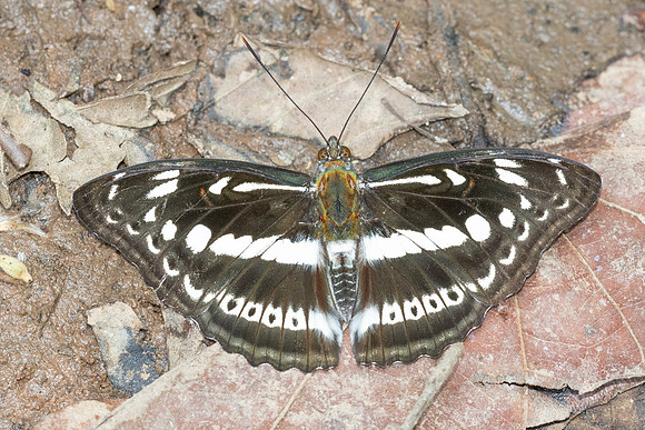 Athyma asura-6316 - Doi Suthep - 28/03/25