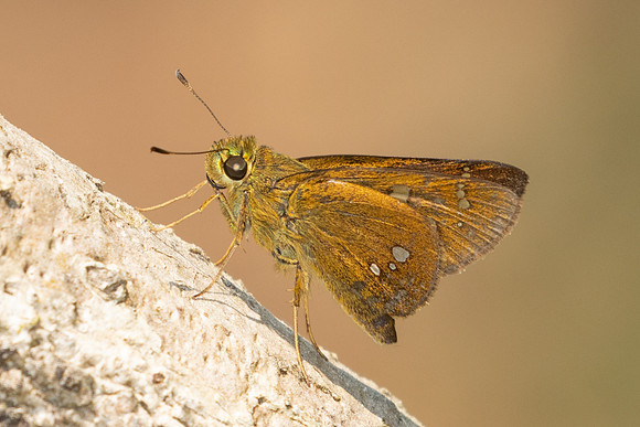 Polytremis eltola-3641- Doi Inthanon - 23/03/25