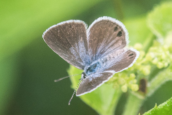 Hemiargus ceraunus astenidas --2732