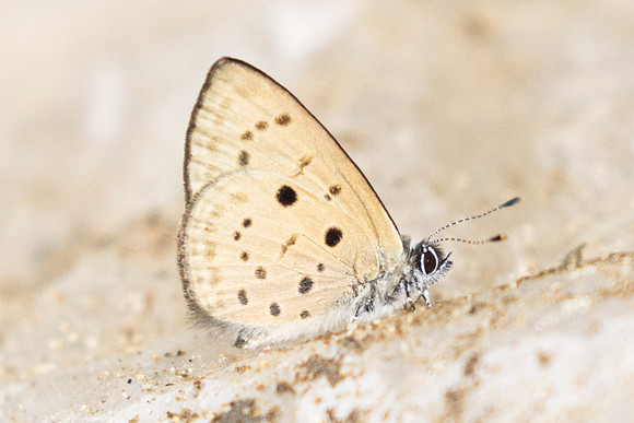 Una usta-0319
