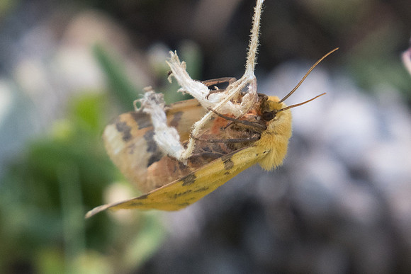 Diacrisia purpurata -3216